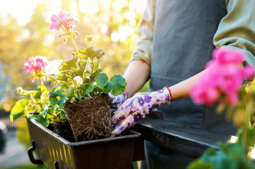 woman planting geranium flowers in balcony box