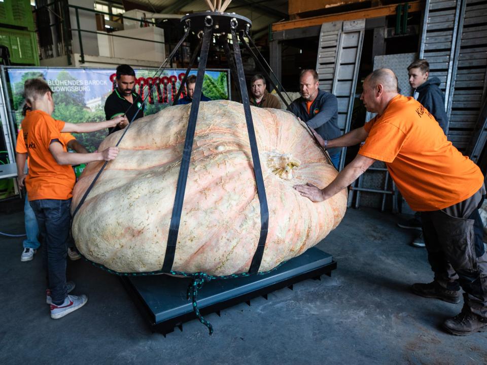 the worlds largest pumpkin being lifted