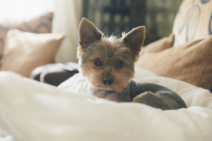 Tu perro podría encontrarse con varios peligros dentro de casa. Foto: Westend61/Getty Images