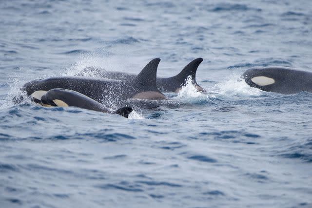 <p>Getty</p> A pod of Orcas feeding in the Atlantic Ocean