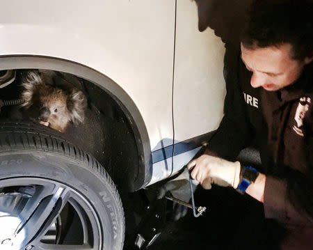 A koala sits trapped behind the wheel of a car prior to being rescued in Adelaide, South Australia, September 9, 2017 in this handout picture distributed to Reuters on September 16, 2017. Jane Brister/Handout via REUTERS.