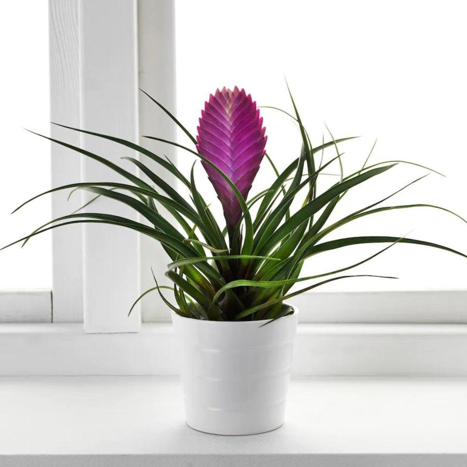 La Tillandsia Cyanea