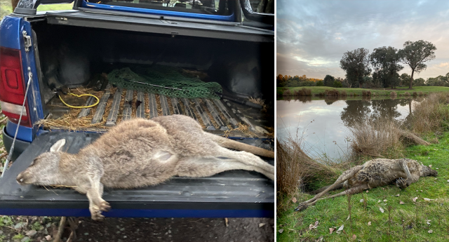 Tens of dead kangaroos have been found at the site, according to Wildlife Victoria. Source: Supplied