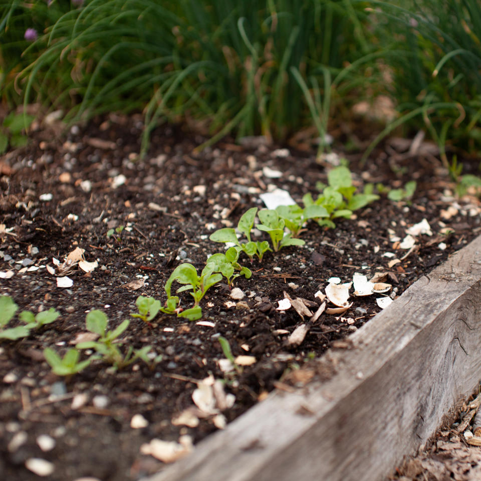 Crushed eggshells sprinkled across soil on garden bed