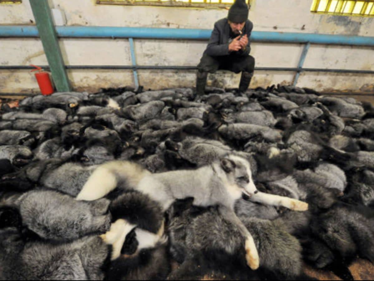 Blue foxes in Belarus (AFP via Getty Images)