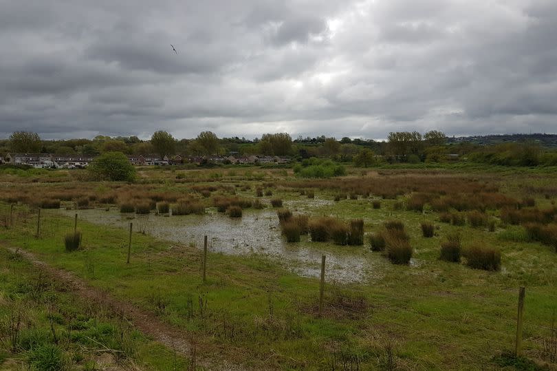 Ashton Vale fields marshland -Credit:Alex Seabrook