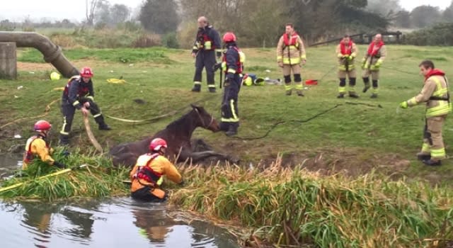 Firefighters rescue horse trapped in muddy riverbank