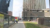 Wild turkey turning heads in downtown Ottawa