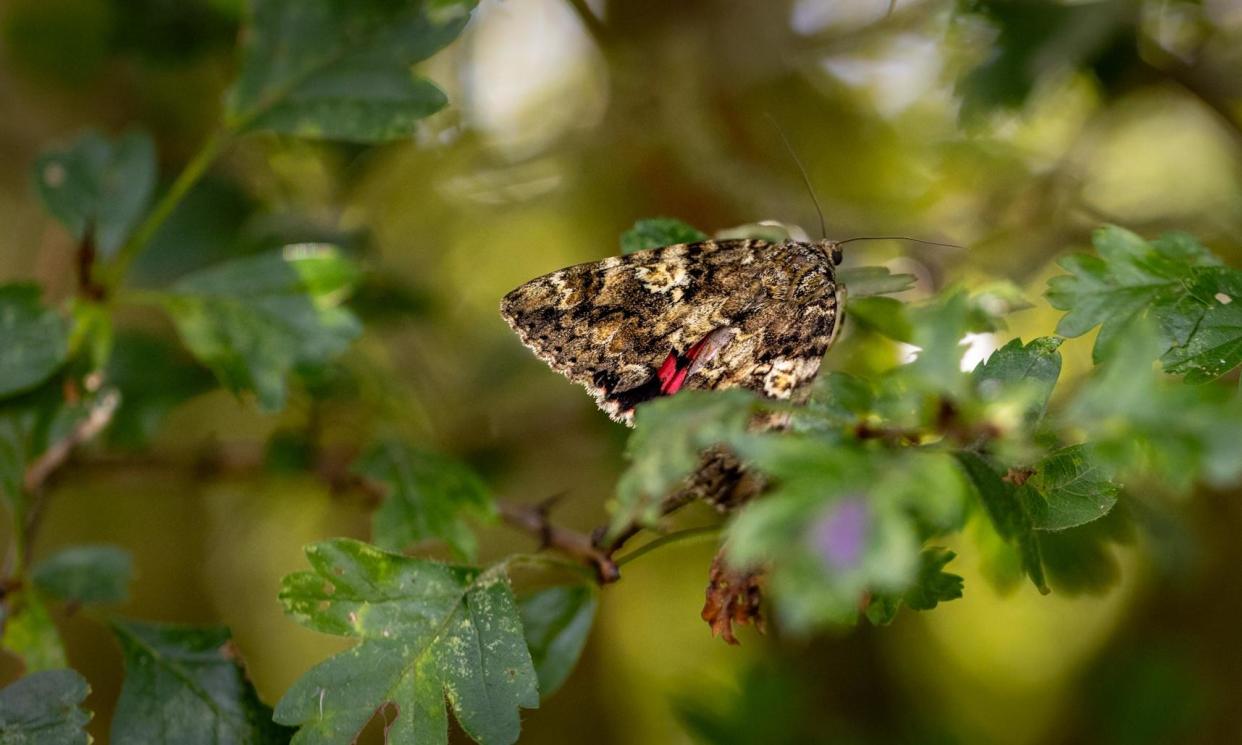 <span>A dark crimson underwing moth at Coton orchard.</span><span>Photograph: © Anna @ Lunchfilms</span>