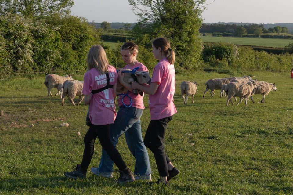 Animal Rising campaigners are pictured carrying a lamb from a farm on the Sandringham Estate (@AnimalRising/Twitter)