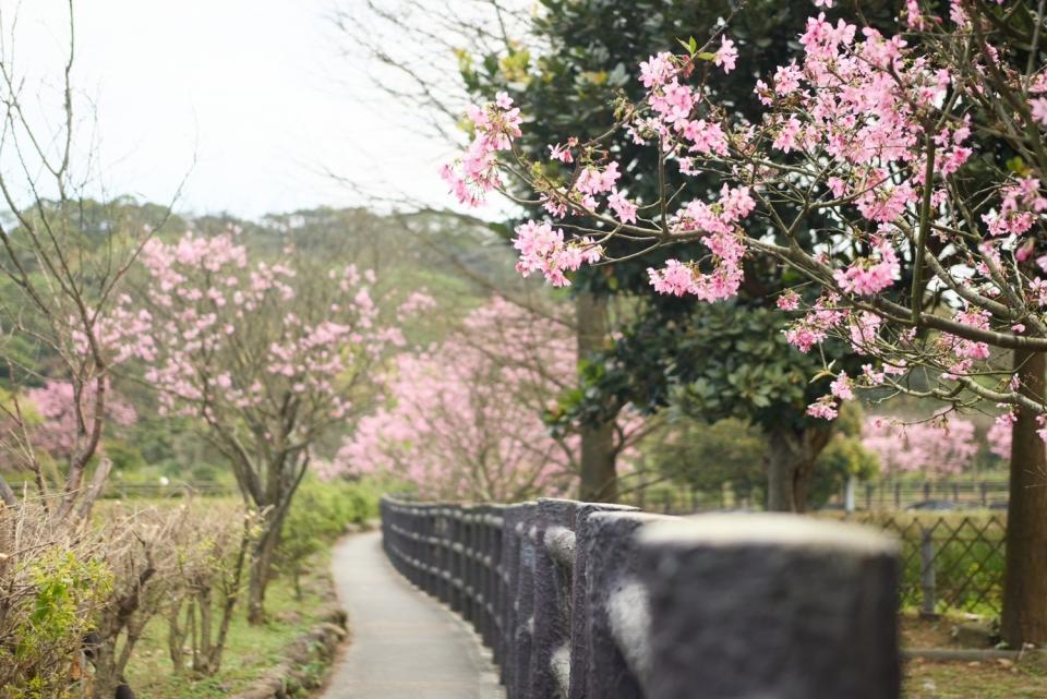 賞櫻名勝三芝區三生步道長度約莫2公里。   圖：新北市景觀處提供