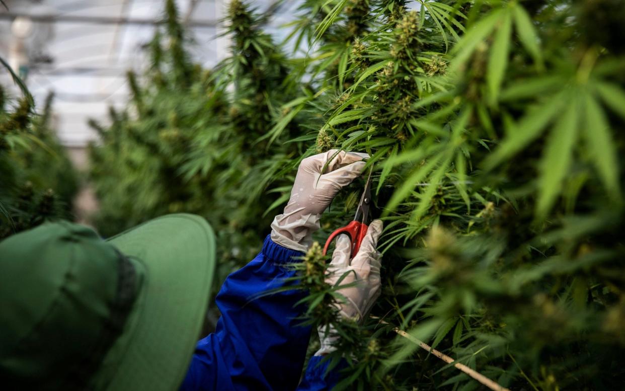A worker trims a marijuana plant - Lauren DeCicca/Getty Images