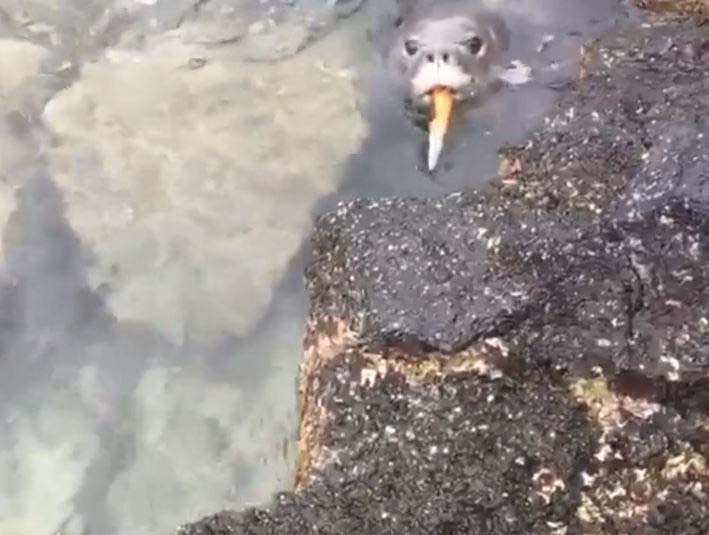 Seal filmed brandishing knife on Hawaiian beach