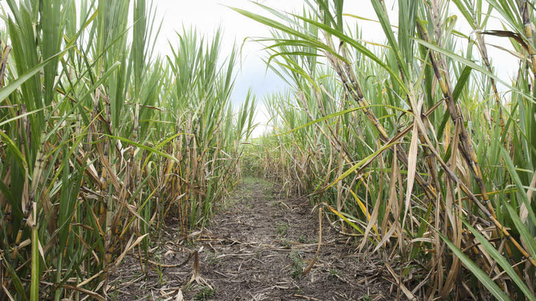 Sugarcane field