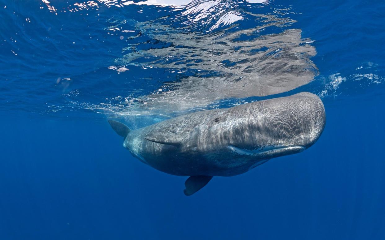 Sperm whale off Pico, the Azores - SeaTops/imageBROKER RF