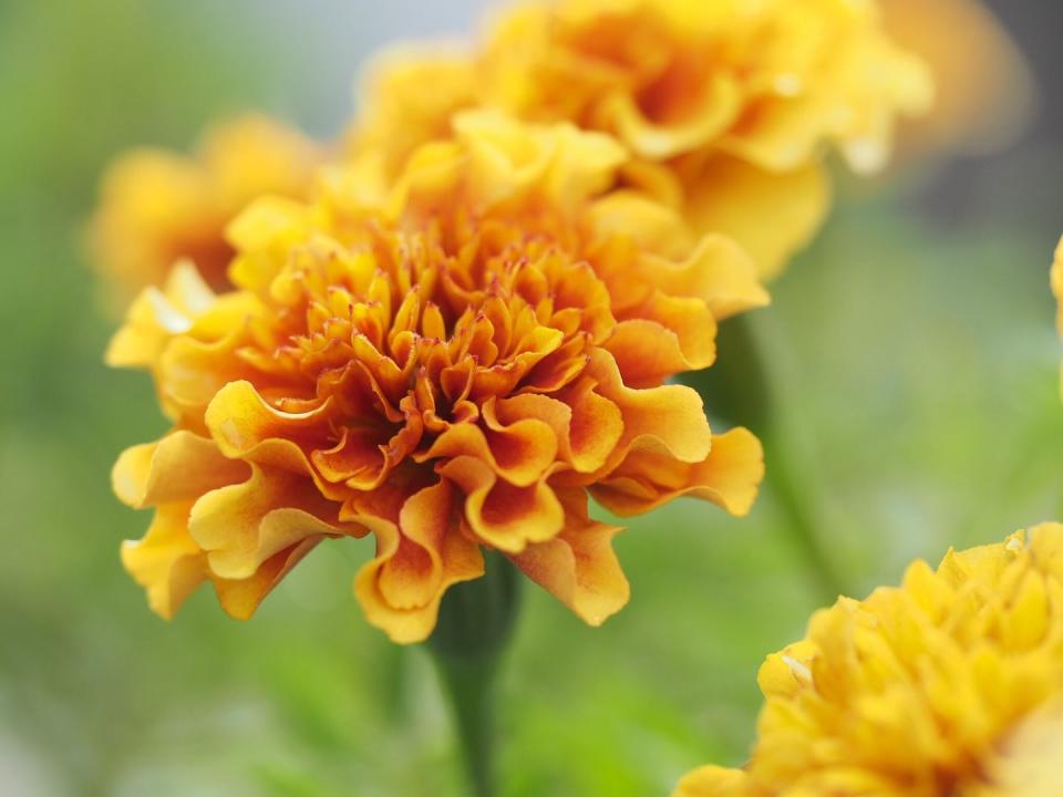 Marigold