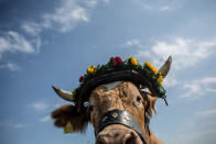 <p>An ox is decorated for competing in the 2016 Muensing Oxen Race (Muensinger Ochsenrennen) on August 28, 2016 in Muensing, Germany. (Photo: Matej Divizna/Getty Images)</p>