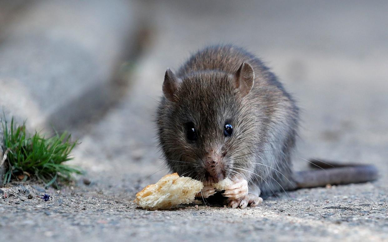 A rat eats pieces of bread  - REUTERS