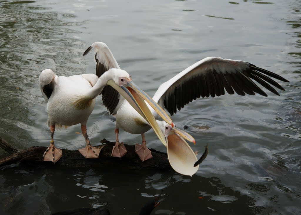 Pelicans vie for fish in New Orleans (The Washington Post by Nevin Martell)