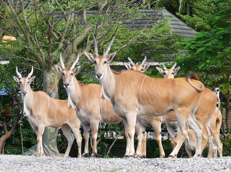 麟洋配奪金！北市動物園推合照羚羊送禮。（圖：台北動物園臉書）