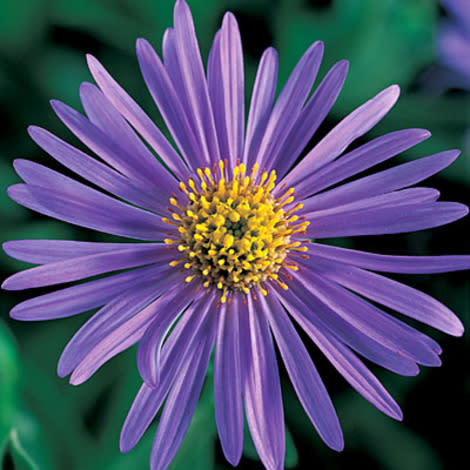 Aster x frikartii