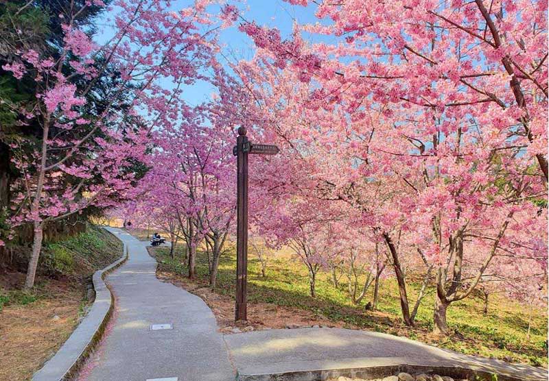 全台最高海拔的櫻花園就在台中福壽山農場千櫻園。（圖片出處：V妞的旅行）