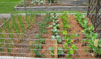 Fencing can be an effective tool to exclude wildlife from a vegetable garden.