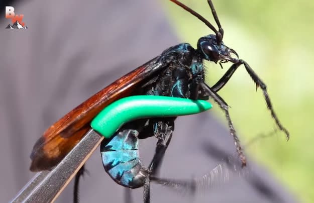 tarantula-hawk