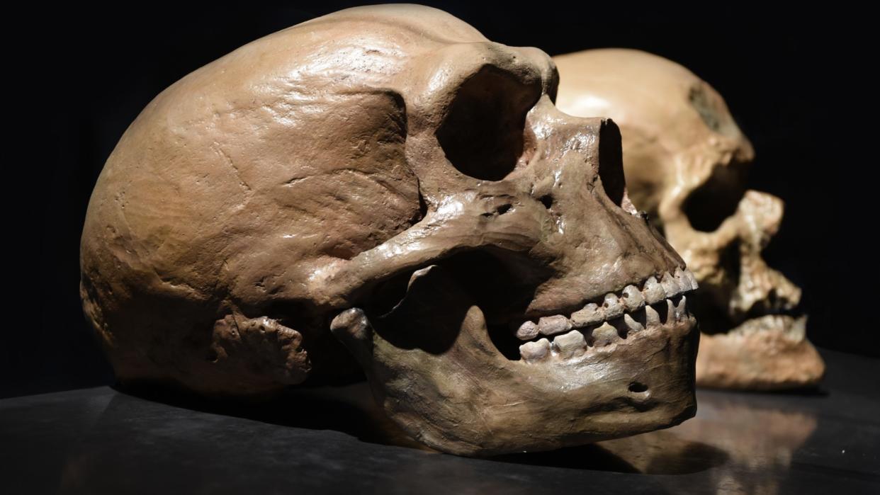  Side-view of two skulls positioned one behind the other. The front skull takes up most of the image. The front skull belonged to a Neanderthal, while the skull behind belonged to an early modern human. 