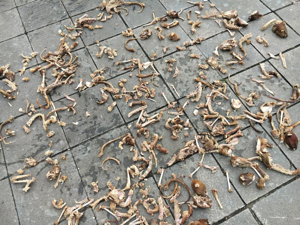 Close up of a pile of cat bones on the footpath.