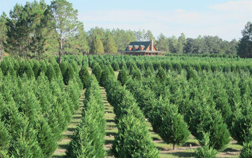 <p>Sure, they've got trees—but we're also excited about the camel and pony rides (yes, you read that right) at this lively <a href="http://www.fishrivertrees.com/" rel="nofollow noopener" target="_blank" data-ylk="slk:Alabama farm;elm:context_link;itc:0;sec:content-canvas" class="link ">Alabama farm</a>. There's also a Christmas bounce house, and your kids might spot Santa sometime during the trip too. Love Fish River enough to stay forever? That might be tough—but one night might be possible. They've got <a href="https://thecabinsatfishrivertrees.com/" rel="nofollow noopener" target="_blank" data-ylk="slk:charming cabins;elm:context_link;itc:0;sec:content-canvas" class="link ">charming cabins</a> available on-site.</p><p><a class="link " href="https://go.redirectingat.com?id=74968X1596630&url=https%3A%2F%2Fwww.tripadvisor.com%2FTourism-g30863-Summerdale_Alabama-Vacations.html&sref=https%3A%2F%2Fwww.countryliving.com%2Flife%2Fg24108155%2Fchristmas-tree-farms-near-me%2F" rel="nofollow noopener" target="_blank" data-ylk="slk:PLAN YOUR TRIP;elm:context_link;itc:0;sec:content-canvas">PLAN YOUR TRIP</a></p>