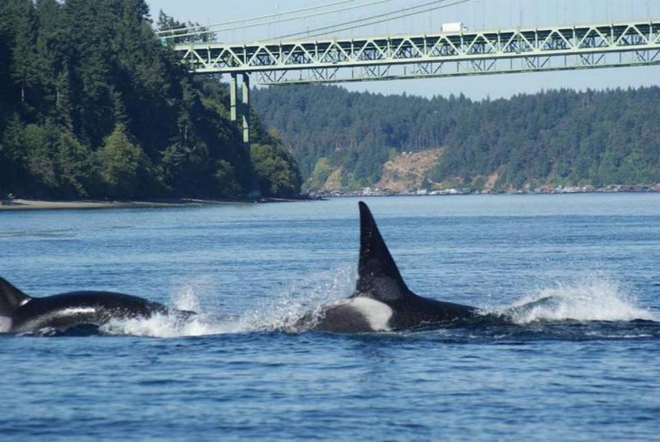 Southern Resident killer whales sometimes show up in the Narrows Strait and other South Puget Sound waters. Fox Island resident Cheryl Nelson photographed these two while boating in 2017.