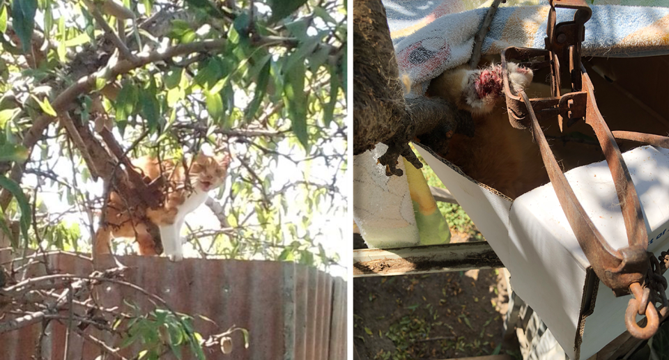 An orange domestic cat was found up a tree with a steel-jaw trap around its leg. Source: RSPCA