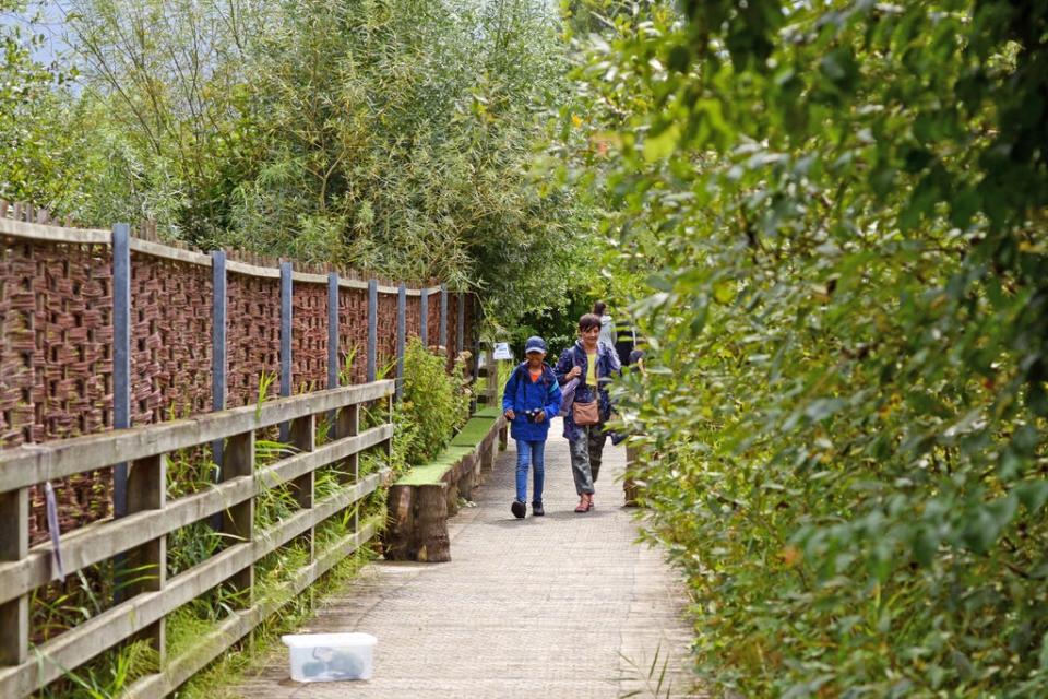 Greenwich Peninsula Ecology Park (Daniel Lynch)