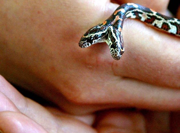 An animal keeper shows a two-headed American Rat Snake in an animal park in Tilburg.AFP PHOTO EPA-ANP / ROBIN UTRECHT