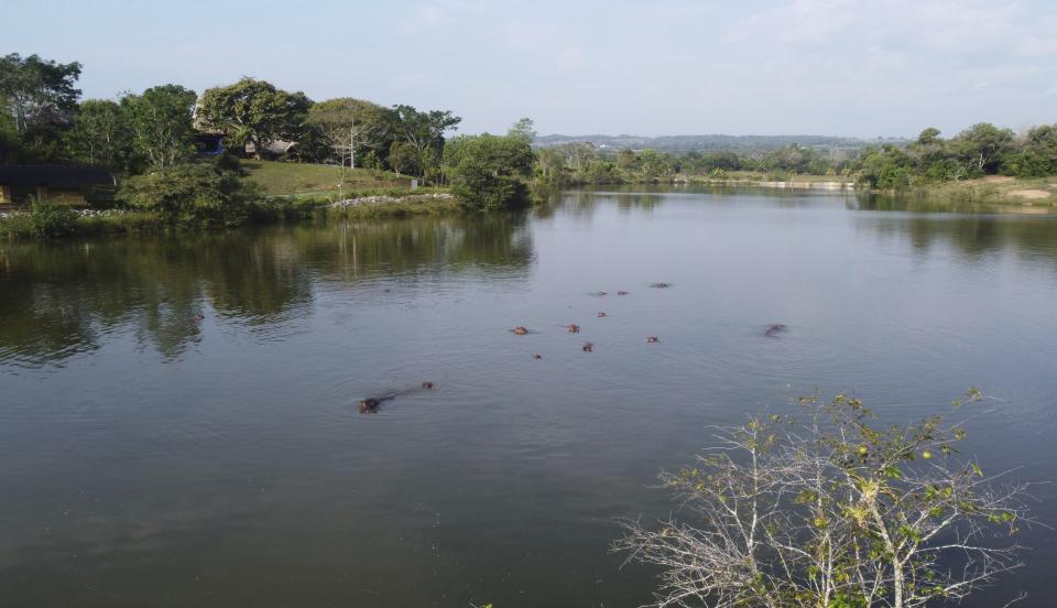Hippos float in the lake at Hacienda Napoles Park, once the private estate of drug kingpin Pablo Escobar who imported three female hippos and one male decades ago in Puerto Triunfo, Colombia, Thursday, Feb. 4, 2021. The population has increased in the last eight years from 35 to somewhere between 65 and 80. (AP Photo/Fernando Vergara)