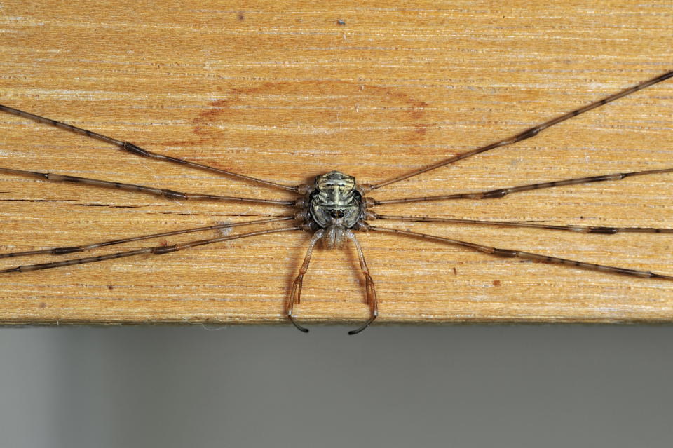 Splay-legged harvestman (Dicranopalpus ramosus / Dicranochirus ramosus) in resting posture, with legs stretched to the sides, inside house. (Photo by: Arterra/Universal Images Group via Getty Images)