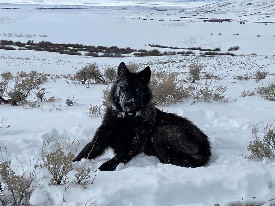 One of the first gray wolf pups born in Colorado is shown after being captured via helicopter and fitted with a tracking collar Wednesday, Feb. 9, 2022 in Jackson County.