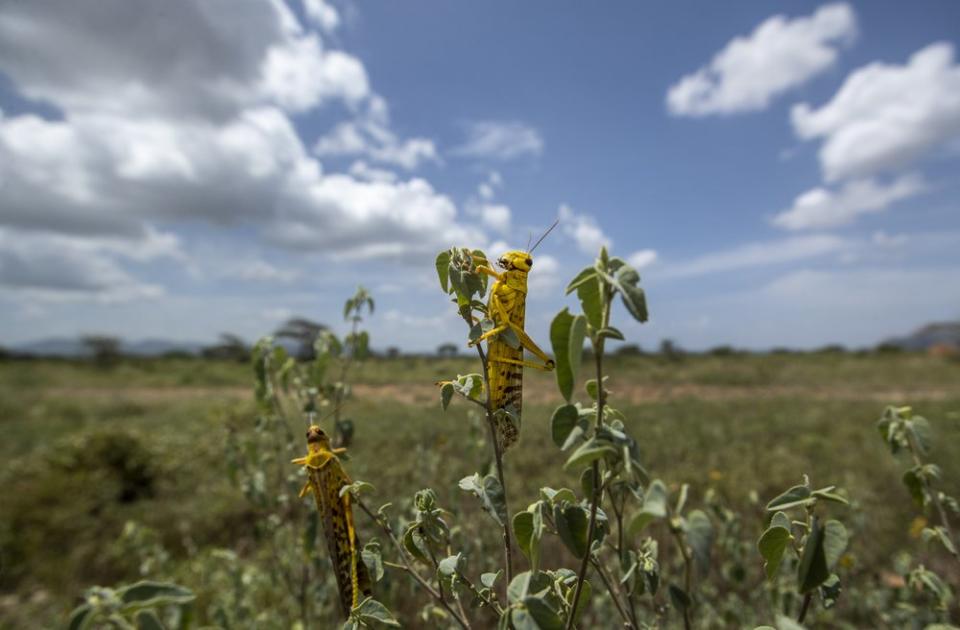 Desert locusts feed on plants in Nasuulu Conservancy, northern Kenya