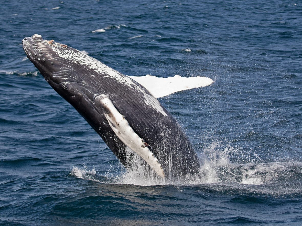 A humpback calf photographed this month in the Salish Sea off the B.C. coast. The Pacific Whale Watch Association says 21 calves have been spotted in the area this feeding season. (Pacific Whale Watch Association - image credit)