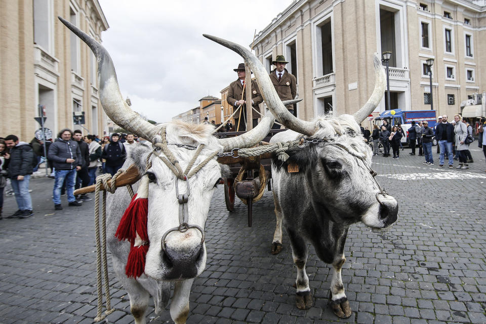 <p>Maremma cattle are led through St. Peter’s Square during the blessing of the animals for the feast of Sant’Antonio Abate, patron saint of animals, in Rome, Italy on Jan 17, 2018. (Photo: Fabio Frustaci/Eidon Press via ZUMA Press) </p>