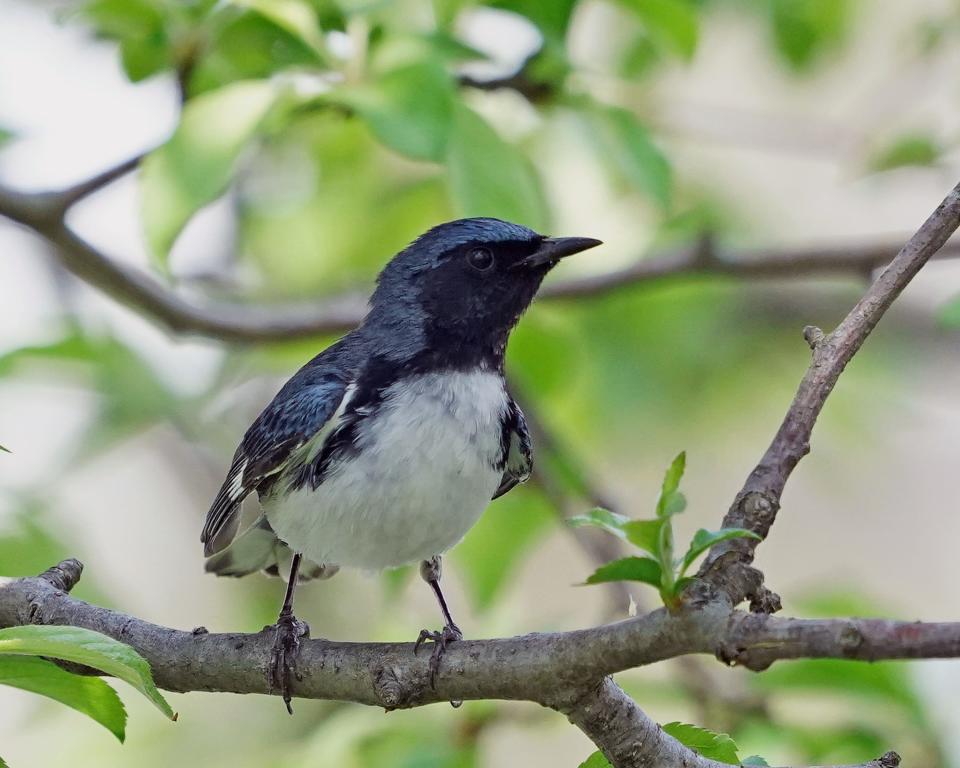 Some black-throated blue warblers winter in Florida but most migrate from the West Indies.