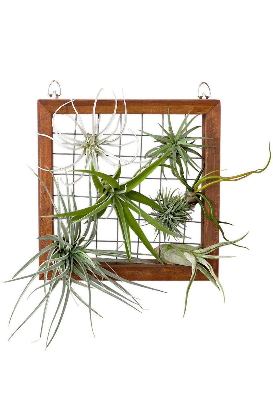 5) Air Plant Frame