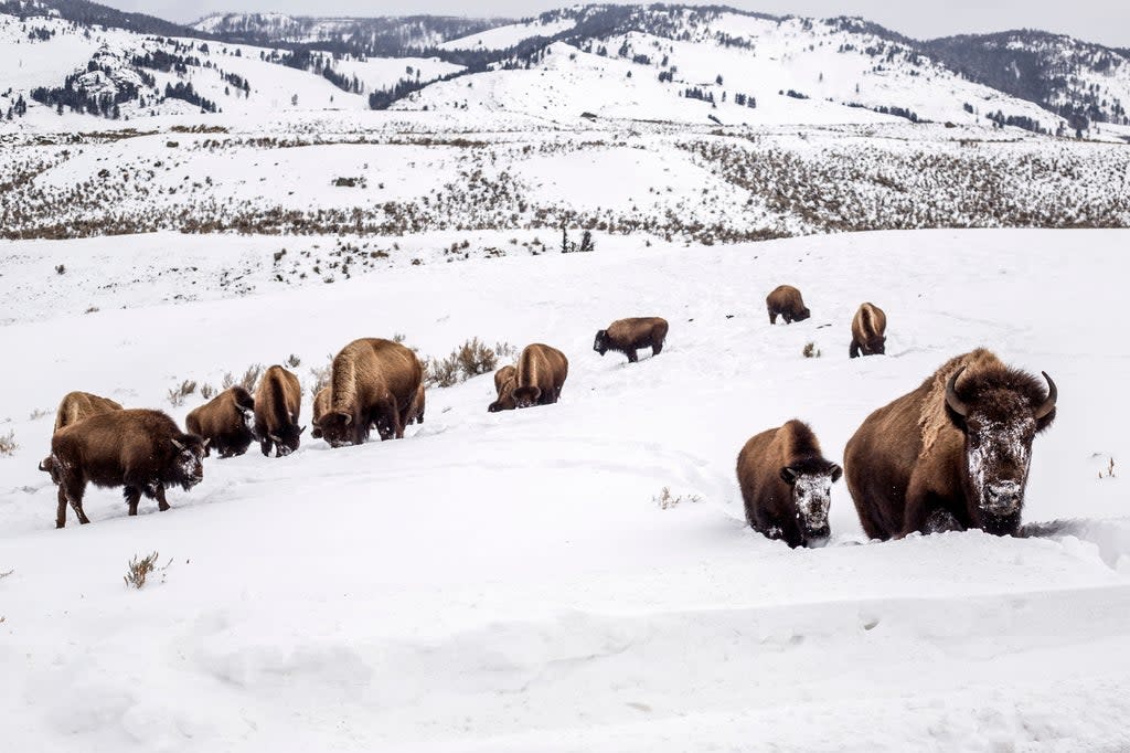 Yellowstone Bison (Copyright © 2021 Ryan Dorgan / Jackson Hole News&Guide)