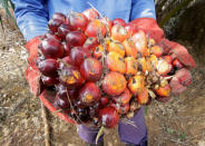 A worker displays palm fruits at Sime Darby Plantation in Gbah, in Bomi County, Liberia December 30, 2017. REUTERS/Thierry Gouegnon