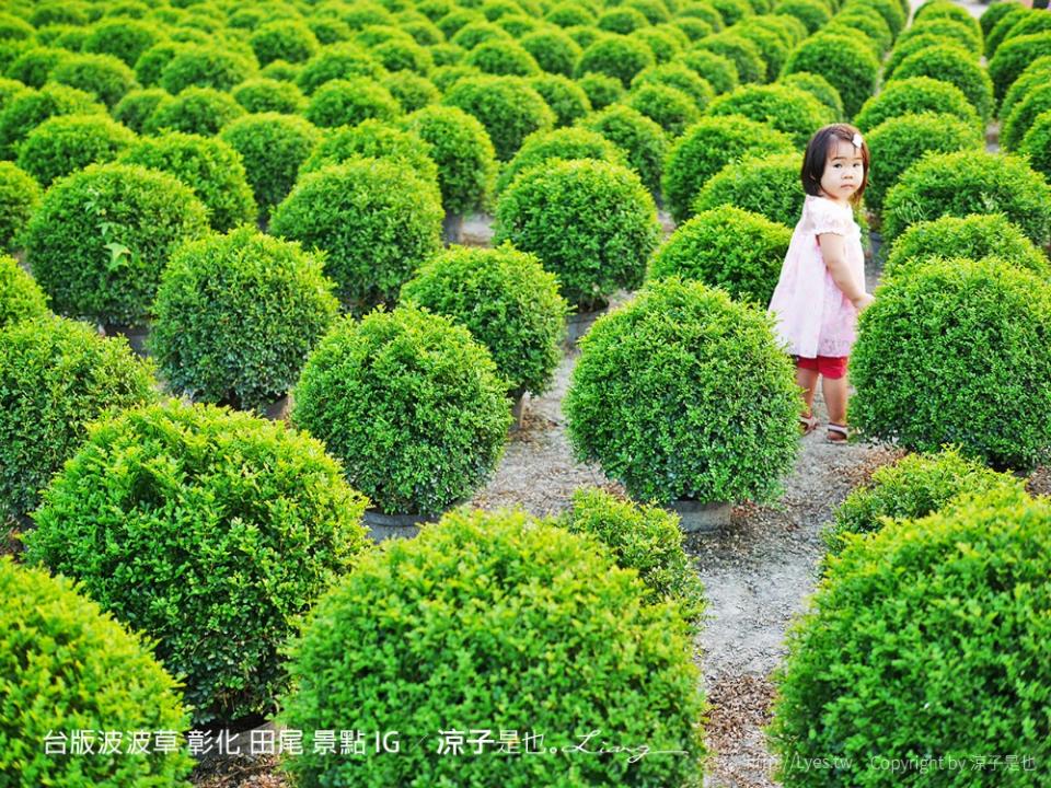 台版波波草