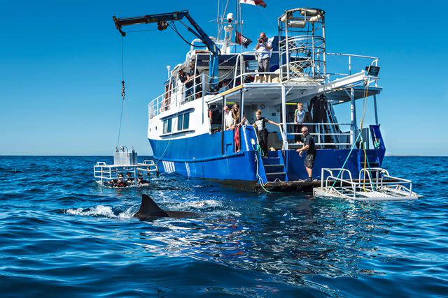 <p>Adam Bruzzone/Courtesy of Rodney Fox Shark Expeditions</p>