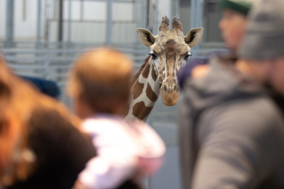 Hope appears at eye level with guests seeing the new Giraffe & Friends exhibit for the first time Friday morning at the Topeka Zoo.