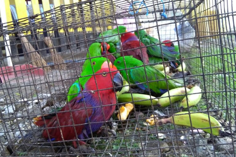 Exotic birds, like the eclectus parrots seen here, are usually poached and trafficked by smuggling gangs for sale as pets and as status symbols