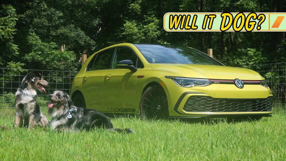 Two dogs with a VW GTI